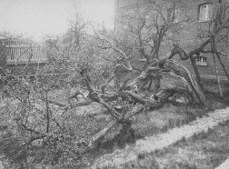 Foto: Ein schwarz-weiß Foto eines umgestüzten Baumes