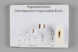 Abbildung eines Schaukastens mit präparierten Papierfischchen vom Ei bis zum ausgewachsenen Insekt